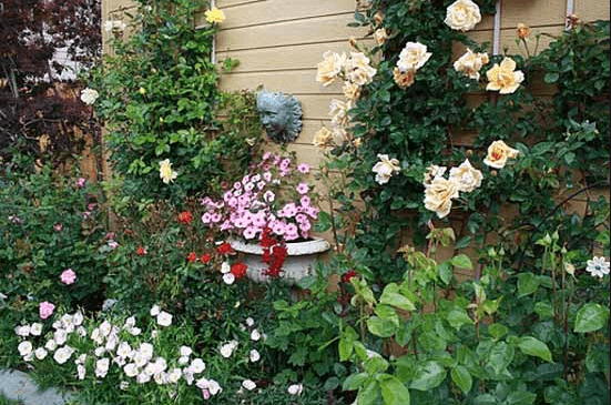 Rožių sodinukai | Image Slider Post