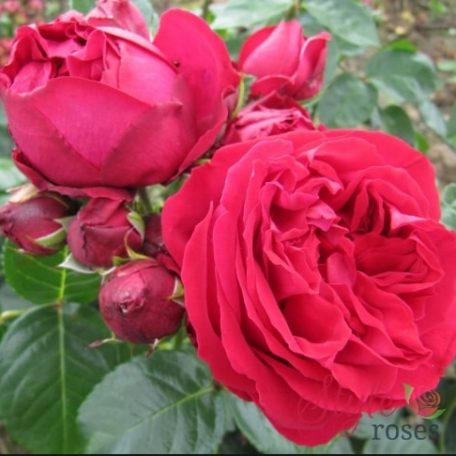 Red Eden Rose 1