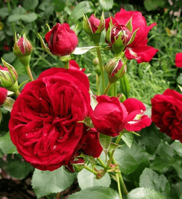 Rožių sodinukai | Sodo rožės