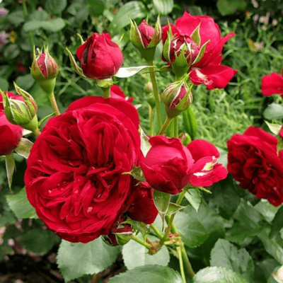 Rožių sodinukai | Rožės