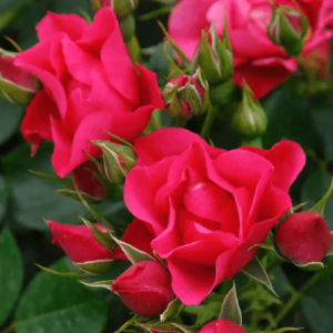 Privatu: Pink Forest Rose