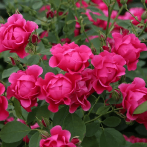 Privatu: Pink Forest Rose